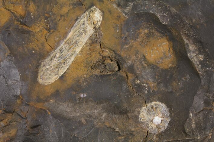 Paleocene Fossil Winged Fruit (Acer) - North Dakota #95375